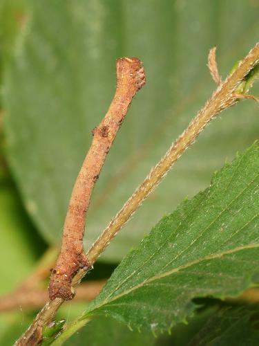Hypomecis punctinalis