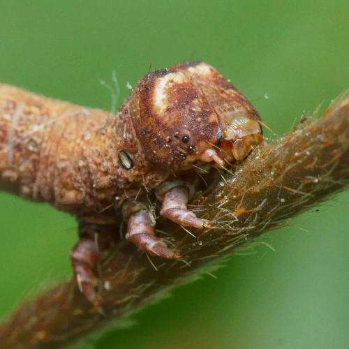 Hypomecis punctinalis