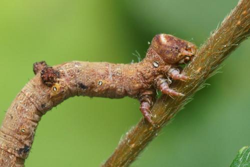 Réf. 111 629 : Hypomecis punctinalis