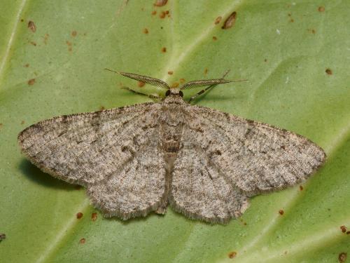 Réf. 111 633 : Hypomecis punctinalis