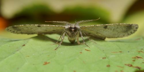 Réf. 111 634 : Hypomecis punctinalis