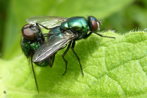 Réf. 111 414 : Neomyia viridescens