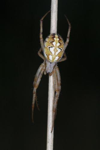 Réf. 111 933 : Neoscona adianta