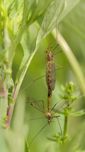 Nephrotoma guestfalica