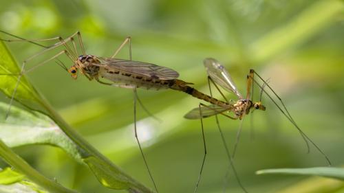 Nephrotoma guestfalica