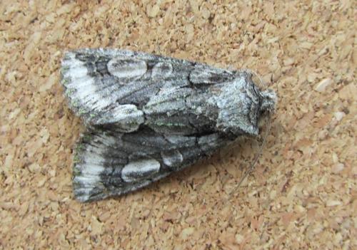 Allophyes oxyacanthae