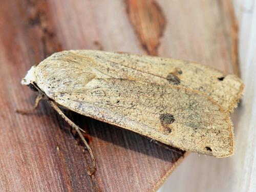 Noctua pronuba