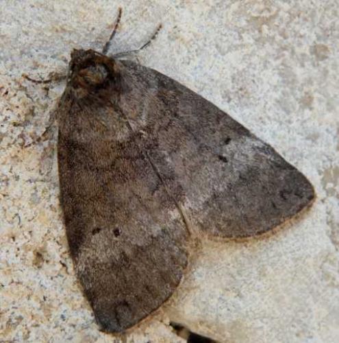 Ochropacha duplaris