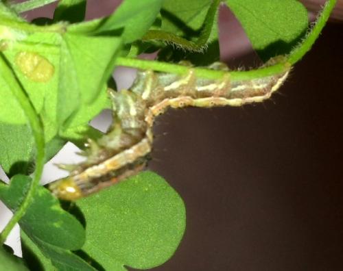 Helicoverpa armigera