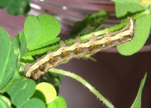 Helicoverpa armigera