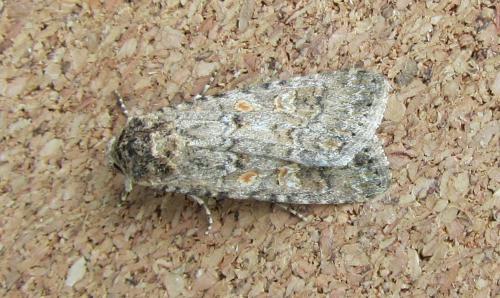 Spodoptera exigua