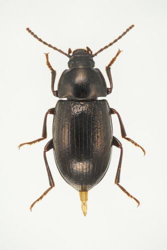 Nalassus laevioctostriatus