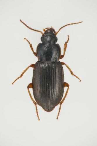 Réf. 111 151 : Parophonus maculicornis