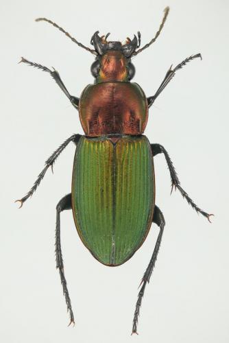 Réf. 111 124 : Poecilus kugelanni