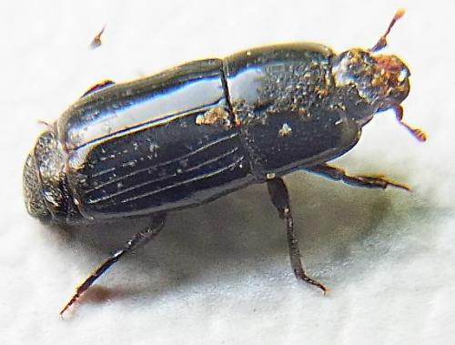 Réf. 111 660 : Platysoma elongatum