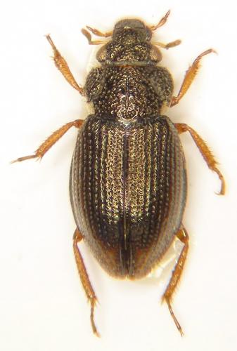 Réf. 111 898 : Ochthebius minimus