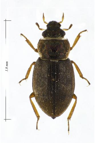 Ochthebius marinus