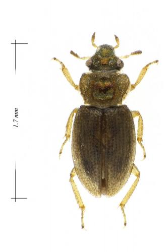Réf. 111 820 : Ochthebius marinus