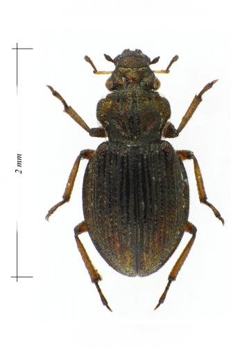Réf. 111 869 : Enicocerus exsculptus