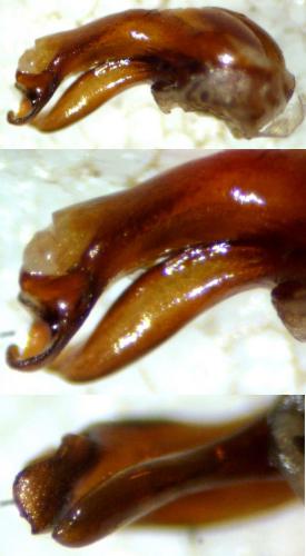 Réf. 111 334 : Ocypus tenebricosus