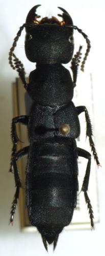 Ocypus tenebricosus