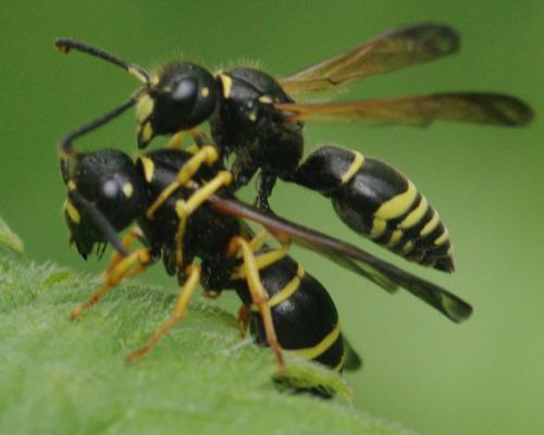Gymnomerus laevipes