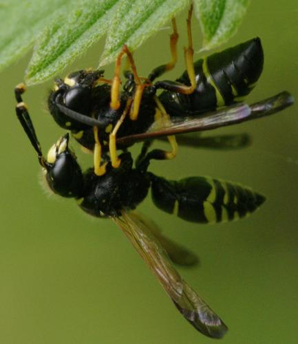 Réf. 111 955 : Gymnomerus laevipes
