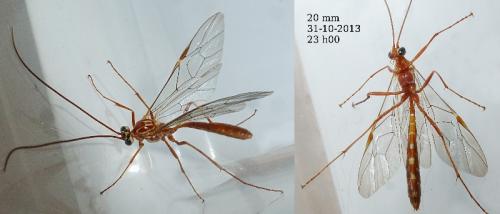Ophion sp.