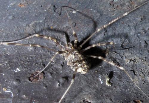 Réf. 111 605 : Opilio saxatilis