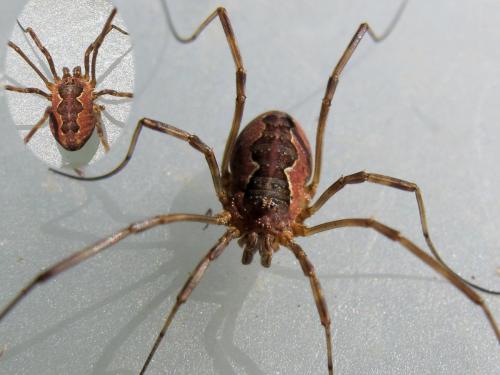 Réf. 111 483 : Mitopus morio