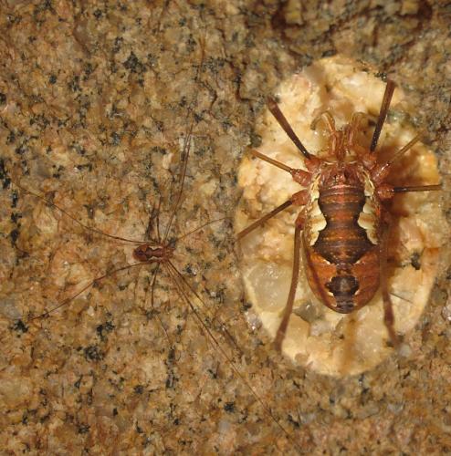Dasylobus argentatus