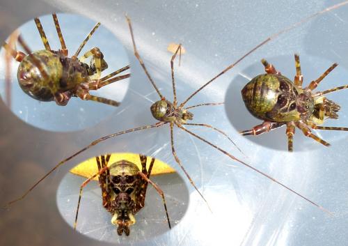 Goniosomatinae