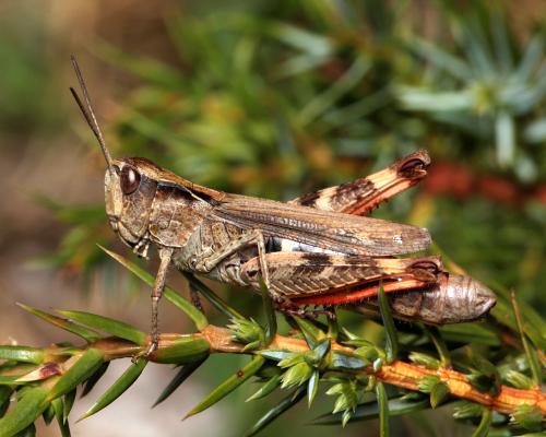 Réf. 111 250 : Chorthippus saulcyi