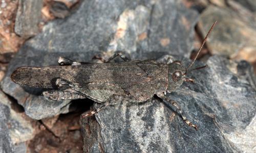 Oedipoda coerulea