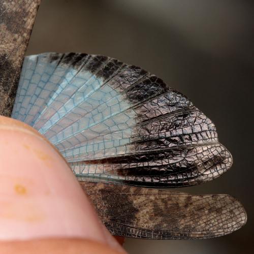 Oedipoda coerulea
