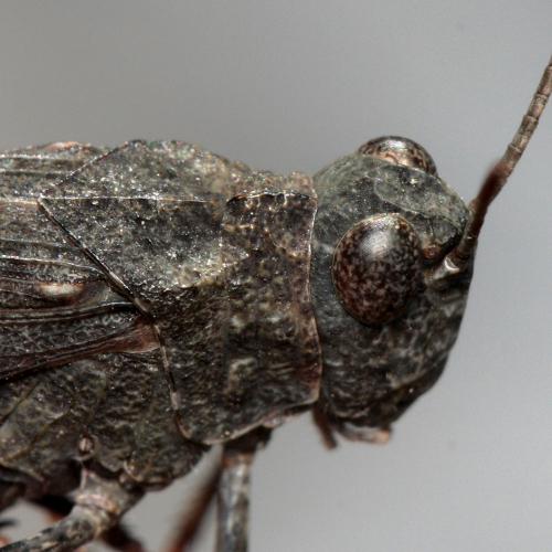Oedipoda coerulea