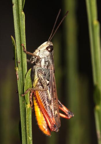 Chorthippus saulcyi saulcyi