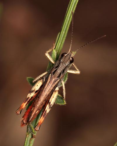 Réf. 111 294 : Chorthippus saulcyi
