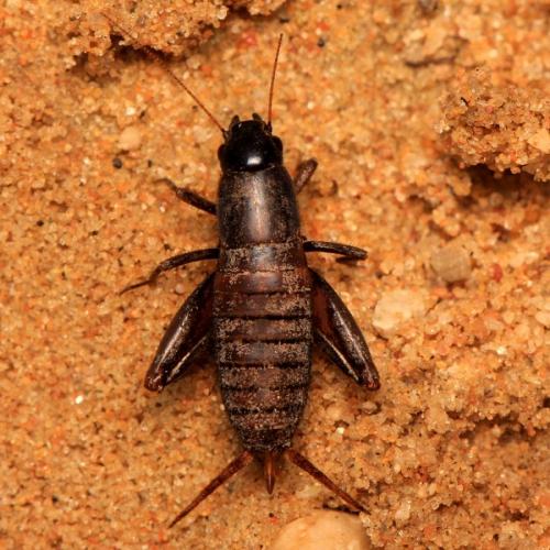 Mogoplistes brunneus