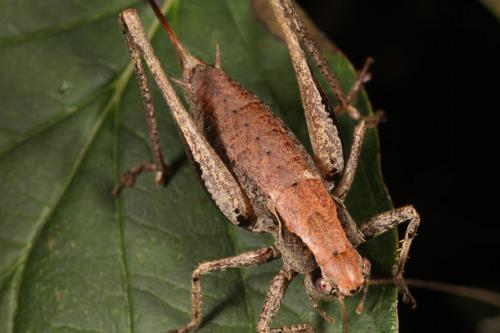 Pholidoptera griseoaptera