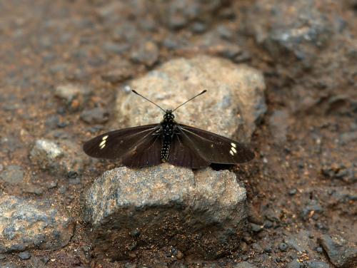 Réf. 111 153 : Acraea safie