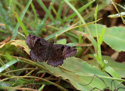 Eretis sp.