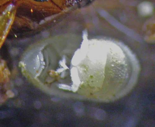 Réf. 111 647 : Paraschizidium coeculum