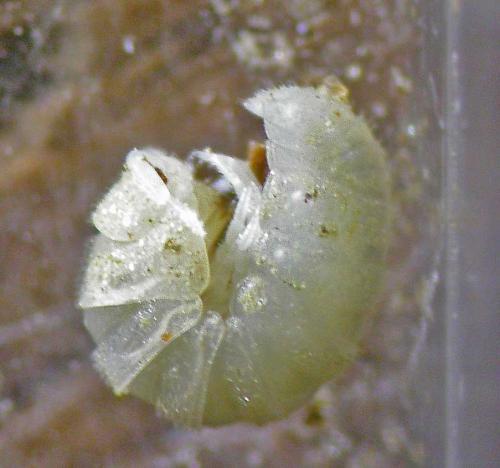 Réf. 111 646 : Paraschizidium coeculum