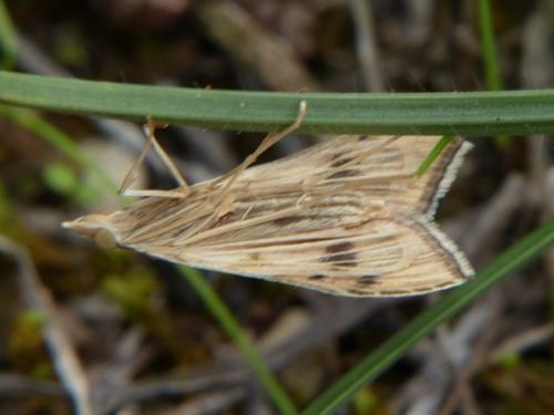 Antigastra catalaunalis