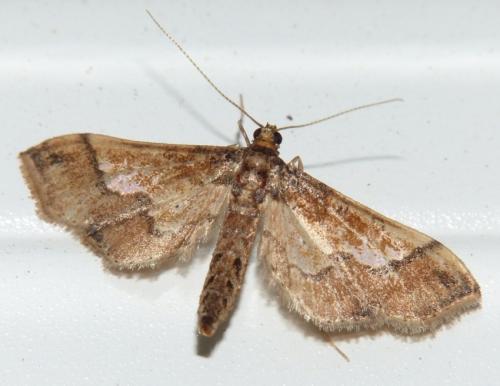Réf. 111 717 : Hydriris ornatalis