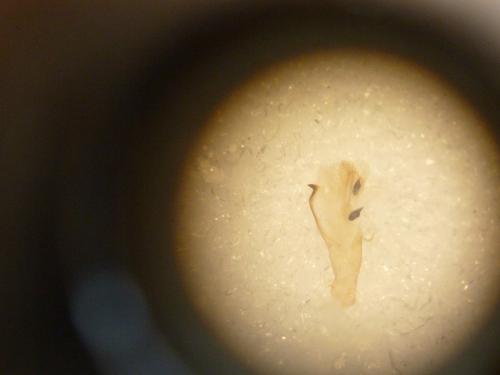 Réf. 111 976 : Eilema pseudocomplana