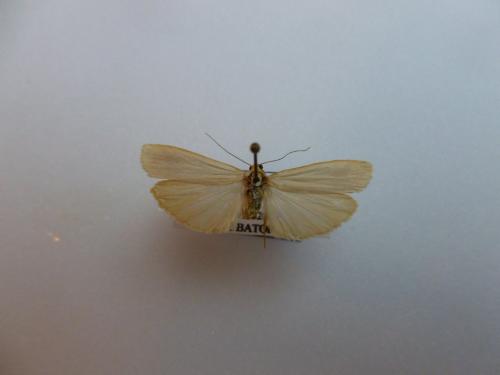 Réf. 111 974 : Eilema pseudocomplana