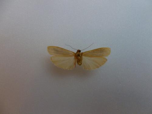 Réf. 111 975 : Eilema pseudocomplana
