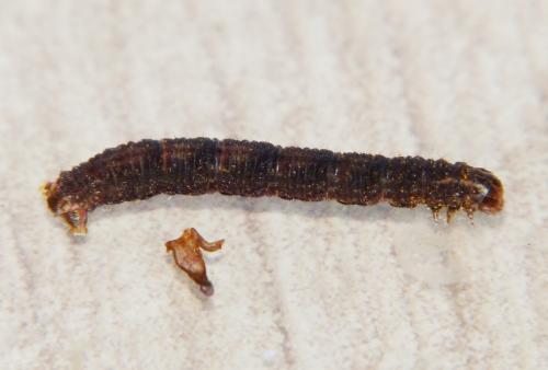 Réf. 111 836 : Gymnoscelis rufifasciata